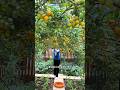 If you want to grow vegetables well, you must apply fertilizer #PlantingTips