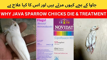 Why Java  birds chicks expire | Java finch death reason and treatment |Java sparrow disease solution