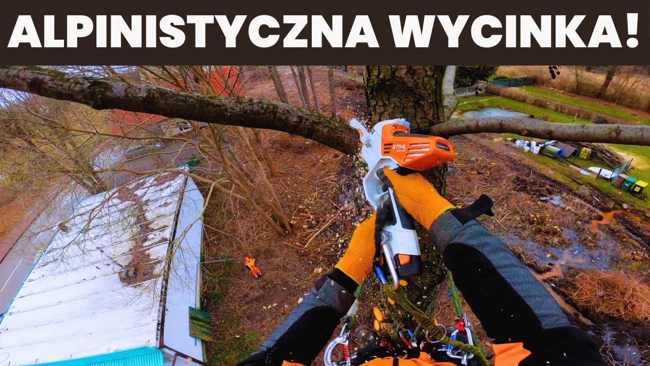 WYCIĘLIŚMY 2 OLCHY - STHIL GTA40 PONOWNIE W UŻYCIU - ZAKOPANA ŁADOWARKA