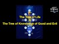 The tree of life  the tree of knowledge of good and evil