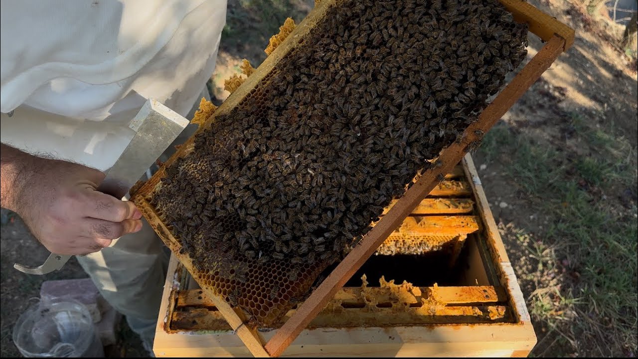 Arılarımı kışa nasıl hazırlıyorum Arıcılık Son bahar bakımı varrova mücadelesi Bal miltarı