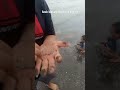 Anak Bintang laut kecil banget..