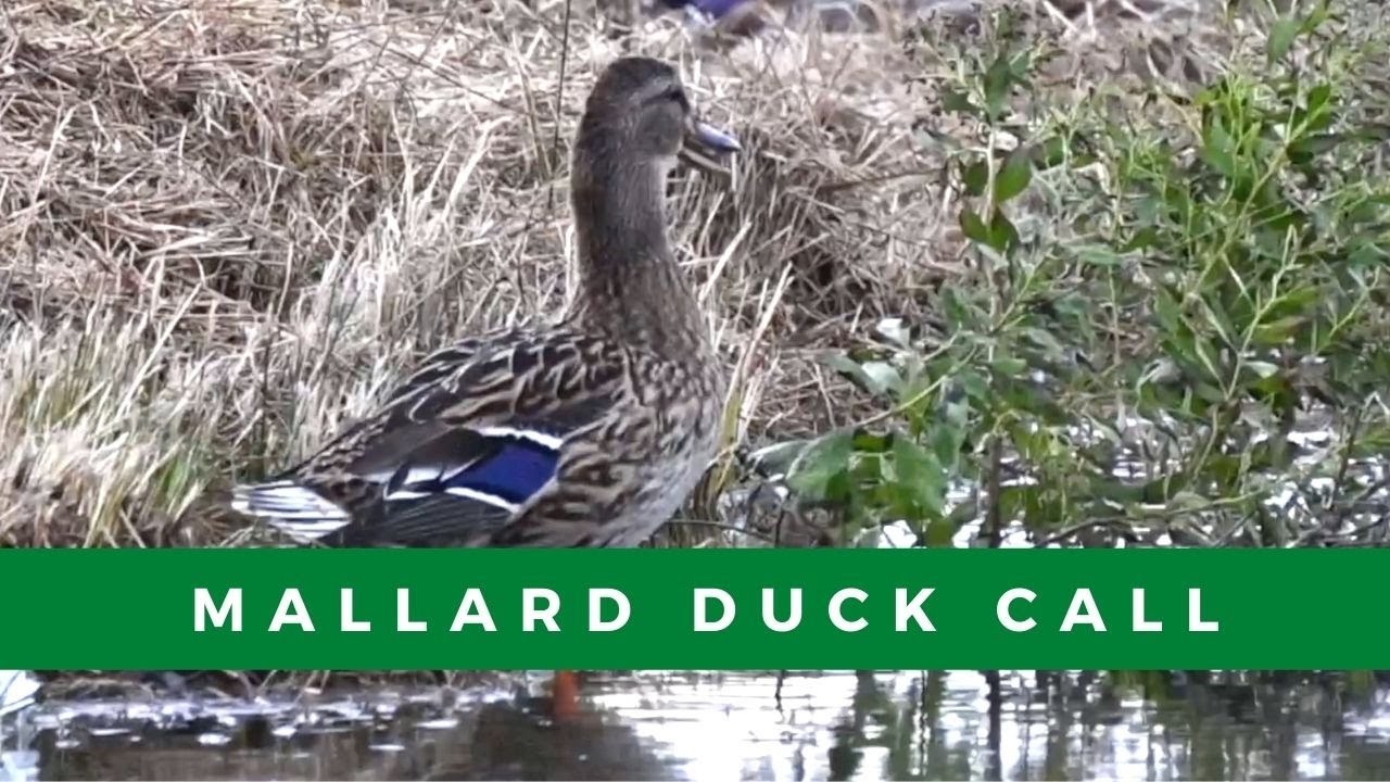 Mallard duck call What does a mallard duck sound like? YouTube