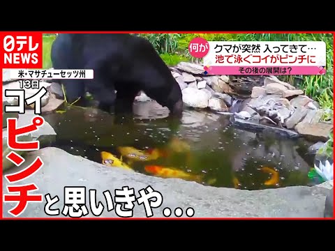 意外な展開】クマが突然入ってきて…池で泳ぐコイがピンチ？ - YouTube