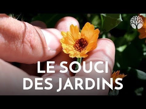 Vidéo: Devriez-vous couper les fleurs de calendula : Apprenez à couper un calendula