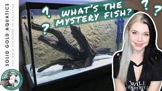 Hardscape & Equipment for My New MYSTERY FISH!