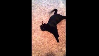 Bombay Cat chirping 'BatCat' by BOMBAY BATCAT 1,708 views 8 years ago 1 minute, 13 seconds