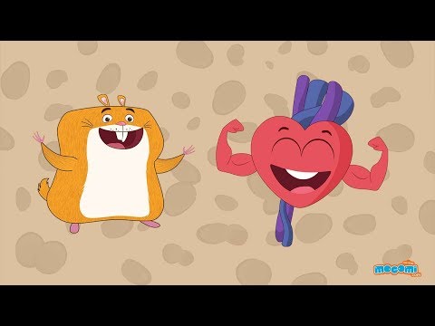 Human Heart Facts for Kids - Fun Facts With Hamlet the Hamster | Educational Videos by Mocomi