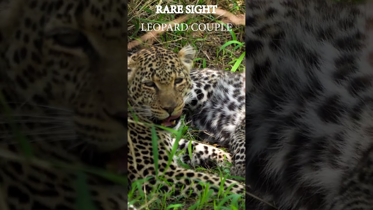 Why This Rare Leopard Duo Captivates All 