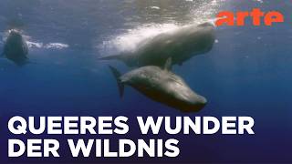 Wilde Liebe | Diversität in der Natur