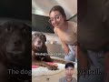 #funny #petsunited #pets #petshub #funnydogs #pitbull #cutedog #dogs #funnydog #comedy