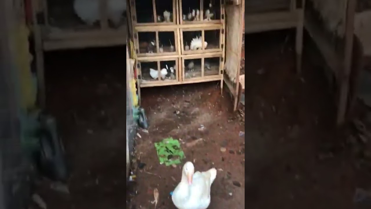 Laying Goose