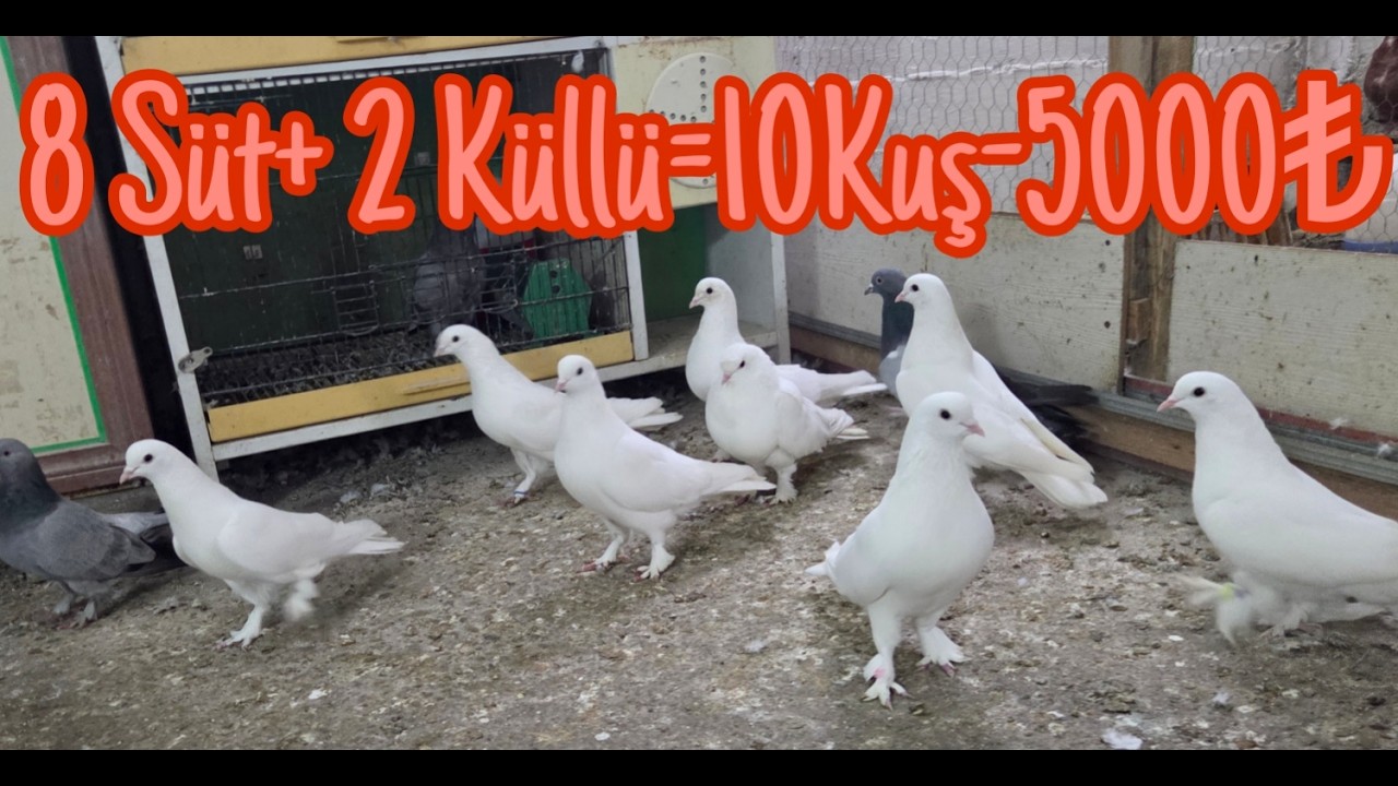 8Süt+2Küllü= 10K-5000pey. Watsap.545.550.0192