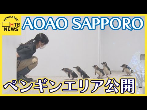都市型水族館「AOAO　SAPPORO」　ペンギンエリアひと足早く公開！　札幌・狸小路に7月オープン