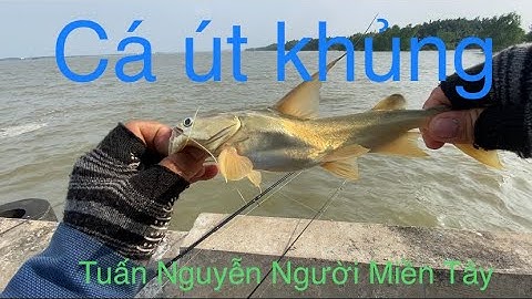 Trúng bầy cá út khủng ở cảng hiệp Phước nhà bè