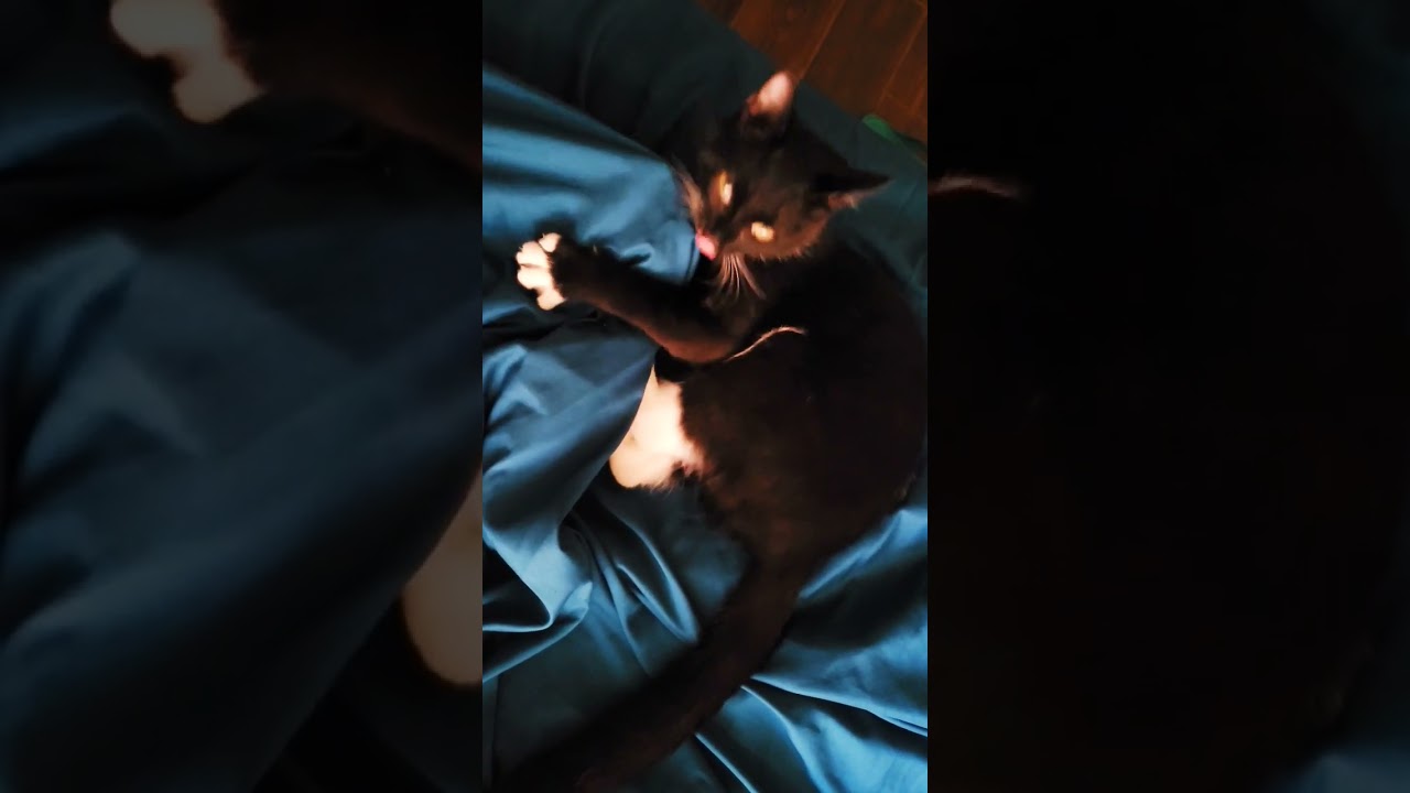 Meowsy the cat catches a mysterious intruder!