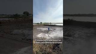 Sabías que puedes CRIAR CAMARONES en AGUA DULCE #camarones #cultivo