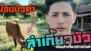 ลำเกี้ยวงัว (จีบสาวบัวคำ)