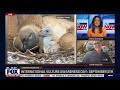 International vulture awareness day