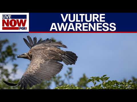 International vulture awareness day