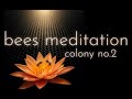 bees meditation - colony no.2 - june 2025 #bees #meditation