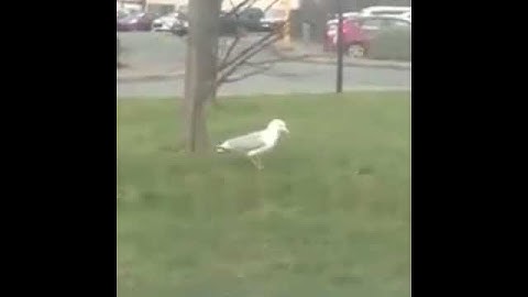 Push it to the limit