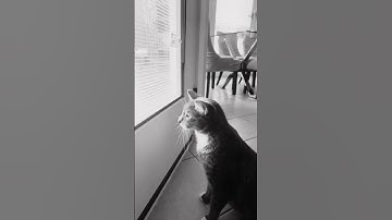 #loop #funny #satisfyingloop #endlessloop #perfectloop #cat #cute