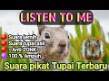 Suara pikat tupai paling jernih dan ampuh (silahkan di download)