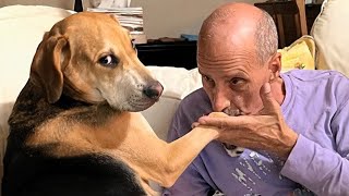 These dogs are the best medicine for the elderly soul 🥰 by Funny Pet's Life 28,127 views 1 month ago 11 minutes, 2 seconds