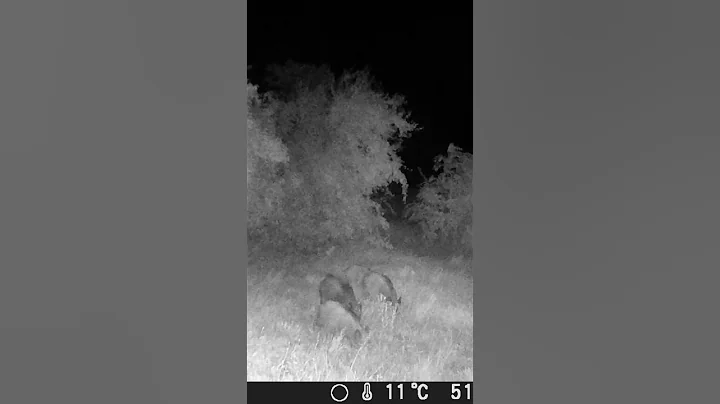 Boar family P2 #nature #trailcam #animals #cute #photography #wildlife #wildboar #family