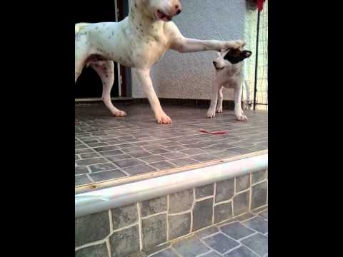 2 dogo argentino mix pit bull thor e prada youtube