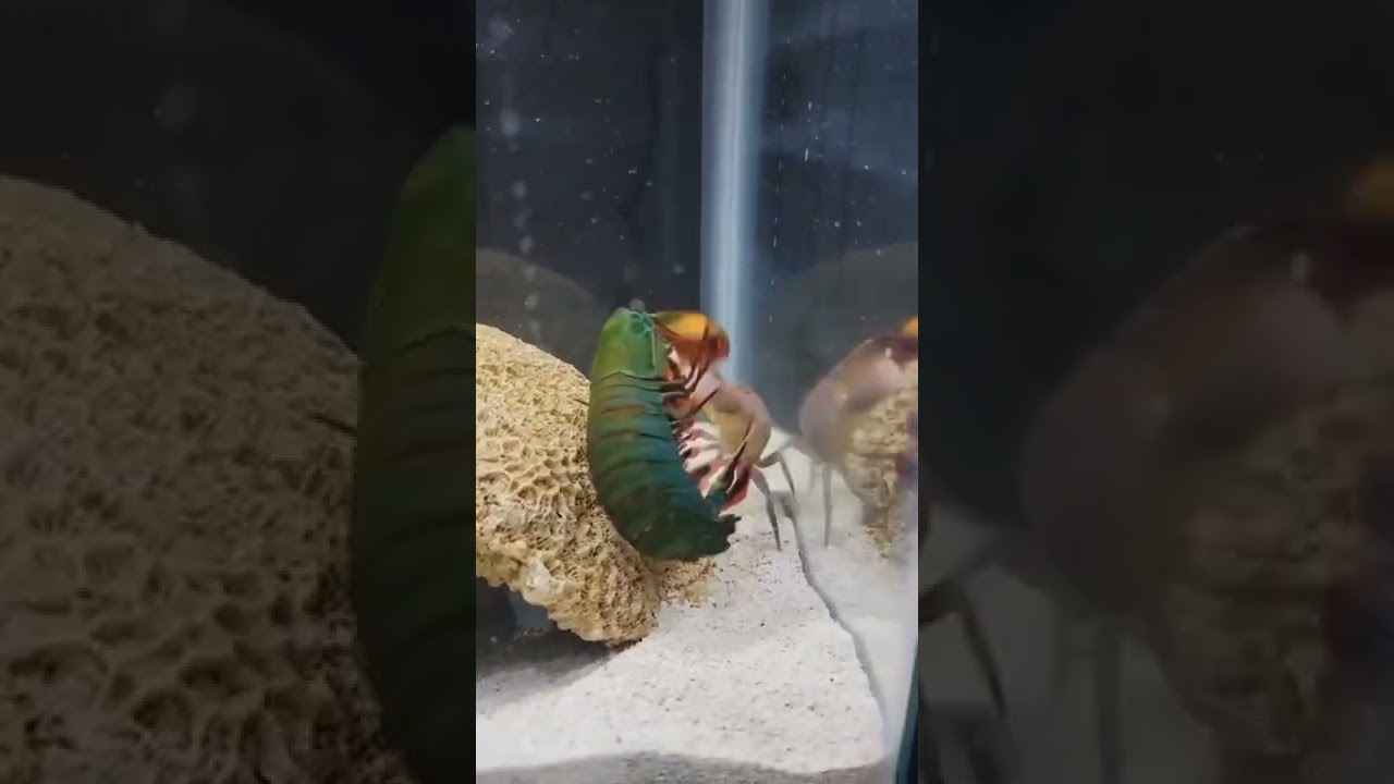 Crab VS Chuck Norris Full Video! 😮