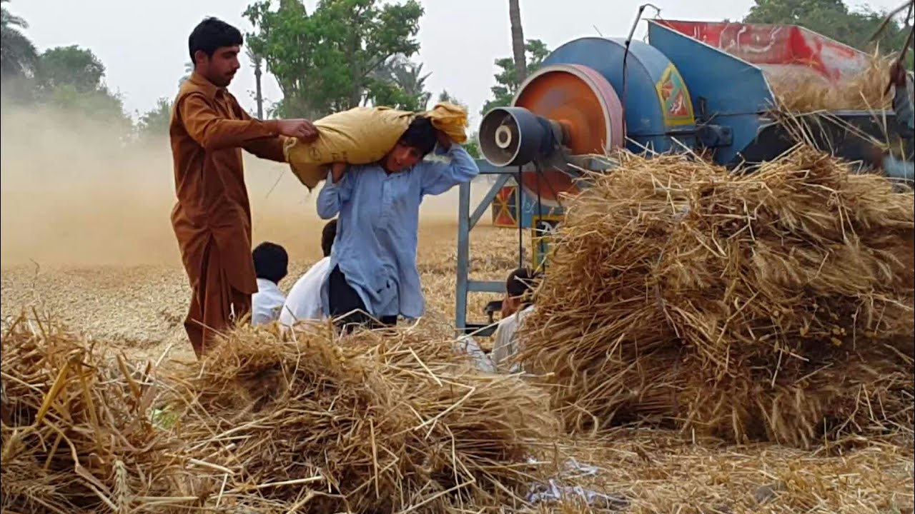 Wheat Harvester Machine Working In Punjab Village Agriculture In