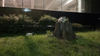 ちゅー猫チャンネル がライブ配信中