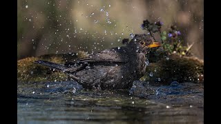 Bird bathing