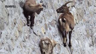 The Fearless Dam Climbing Alpine Ibex screenshot 5