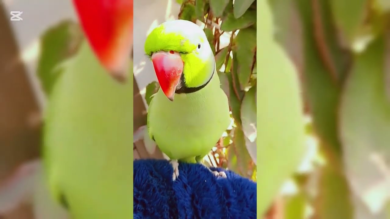 Indian Ringneck Parrot Kivi 🦜talking Amazing😍new words🥰