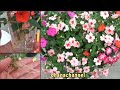 【挿し芽】次々咲いてとってもかわいい🌺インパチェンス✨Impatiens from cuttings❕ Easy & Blooms one after another🤩