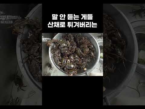 너무 팔팔했던 제주도 꼬마 게들의 최후 #shorts