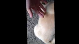 仔犬 生後49日 北海道犬とブリタニースパニエルのミックス犬 20131229 ①