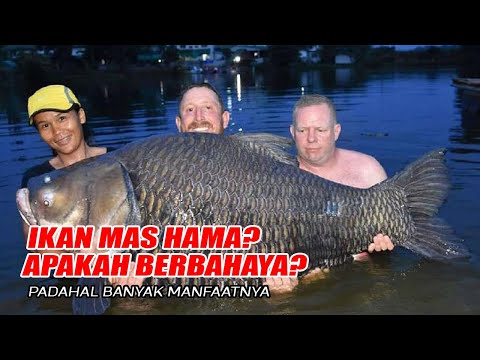 Video: Ikan Mas Currant - Gourmet Berbahaya