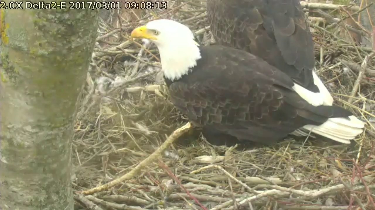 bald eagles in wisconsin Delta2 East view Mar 1, 2017 9:06am