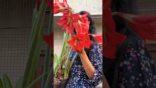 Nature’s bouquet ❤️ #garden #gardening #amaryllis #terracegarden #flowers #redflower #bouquet #peace