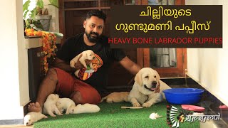 #Labrador #Chilly the Lab #Gypsysoul #Petseries  | അങ്ങനെ ചില്ലിയും അമ്മയായി !!