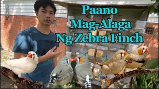 Paano Mag Alaga Ng Zebra Finches