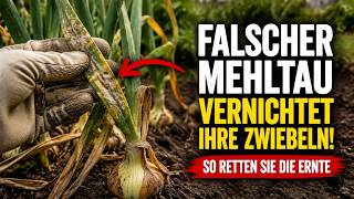 Falscher Mehltau zerstört Ihre Zwiebeln? Wie Sie die Ernte retten, ohne Gift zu spritzen! 🧅