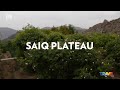 Saiq plateau