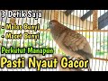 Perkutut Lokal Gacor SUARA BESAR AUTO NYAUT, burung kutut lokal MANAPUN RAMAI MERESPON suara ini