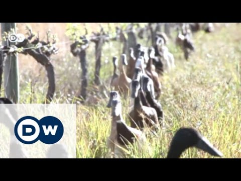 Army of pest-munching ducks keep South African vineyard blooming -  WeirdNews - Dunya News