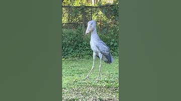 Shoebill stork ferocious sound #shorts #shoebill